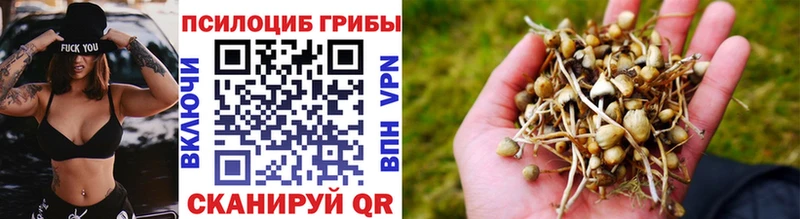Галлюциногенные грибы MAGIC MUSHROOMS где можно купить наркотик Новодвинск